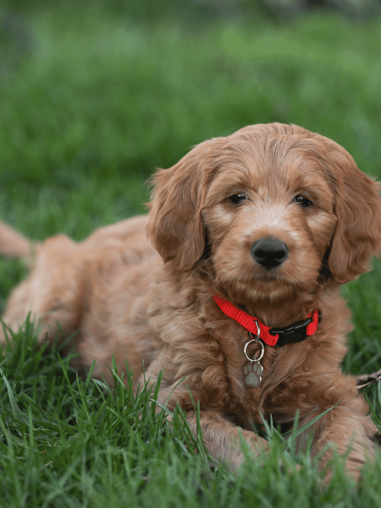 puppy