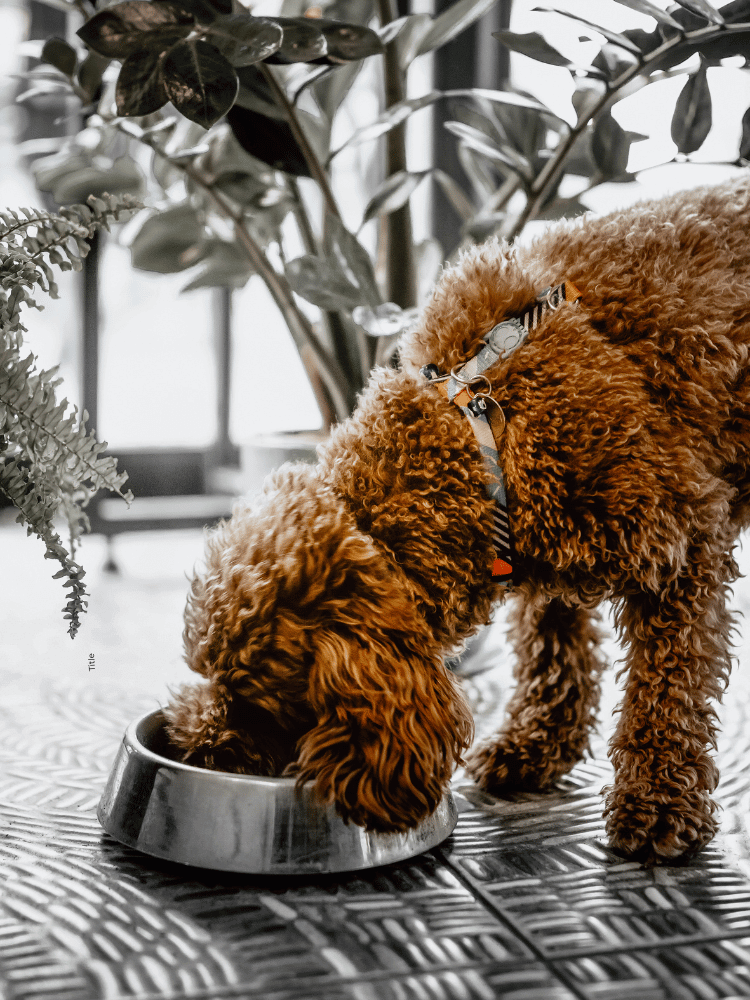 a poodle eating