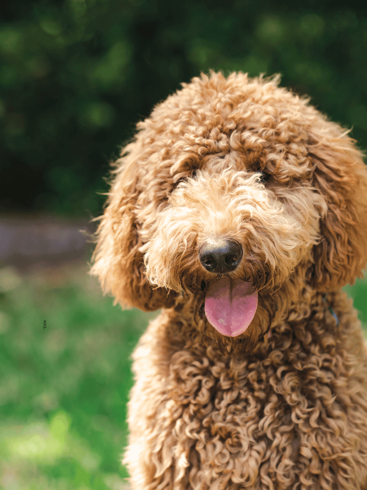 goldendoodle dog with tongue out